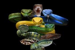 Vsnakes